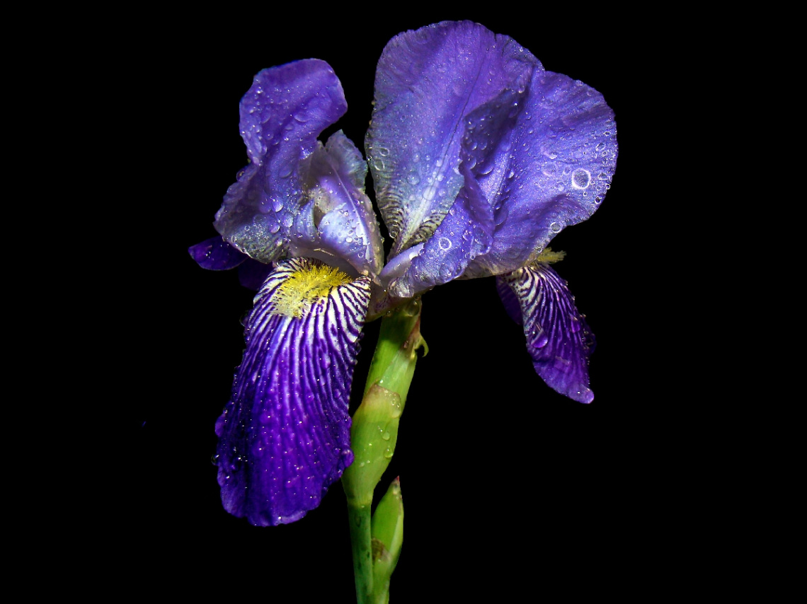 BLÜTE