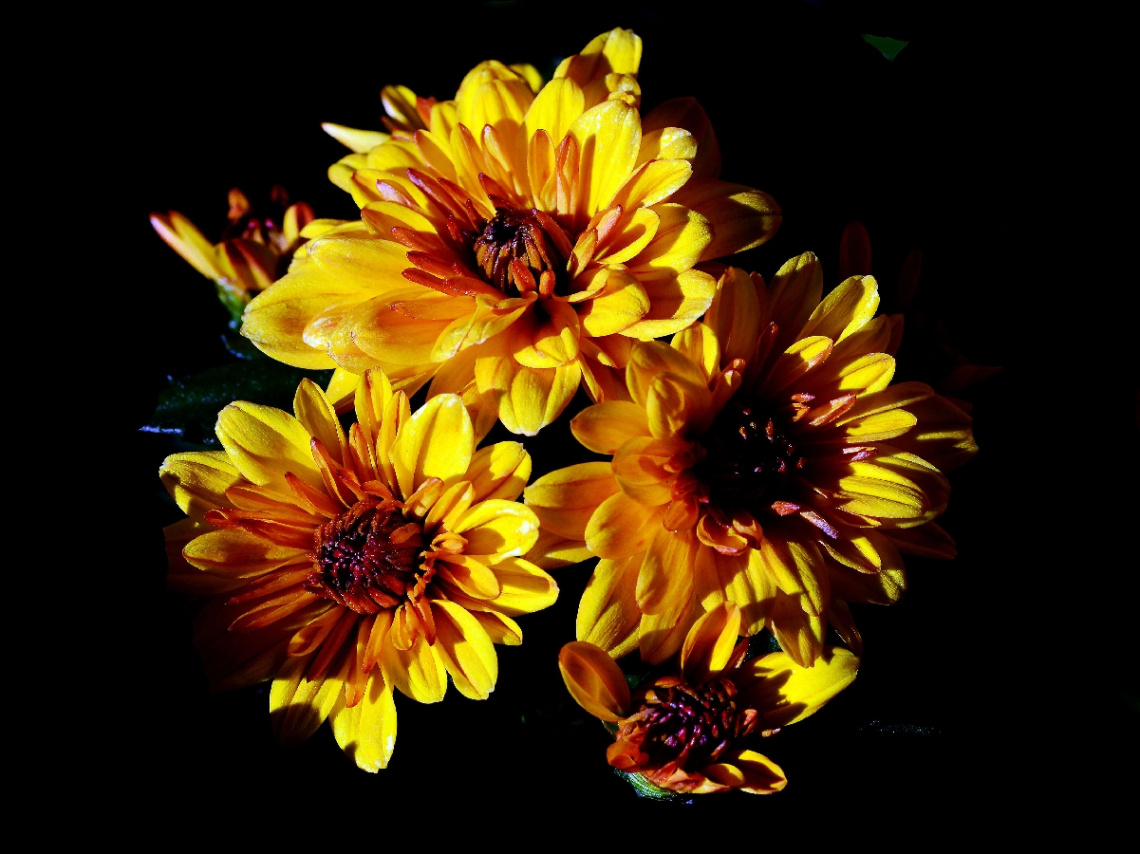 BLUMEN
