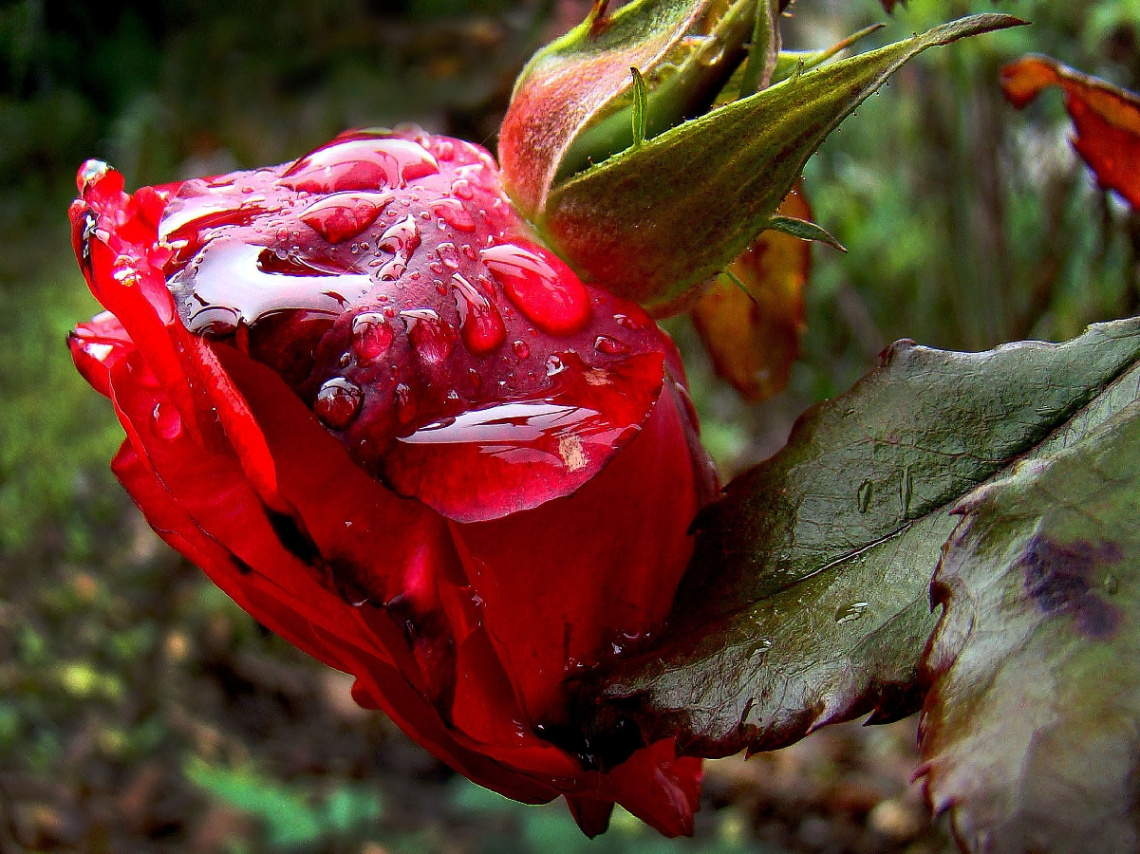 BLÜTE