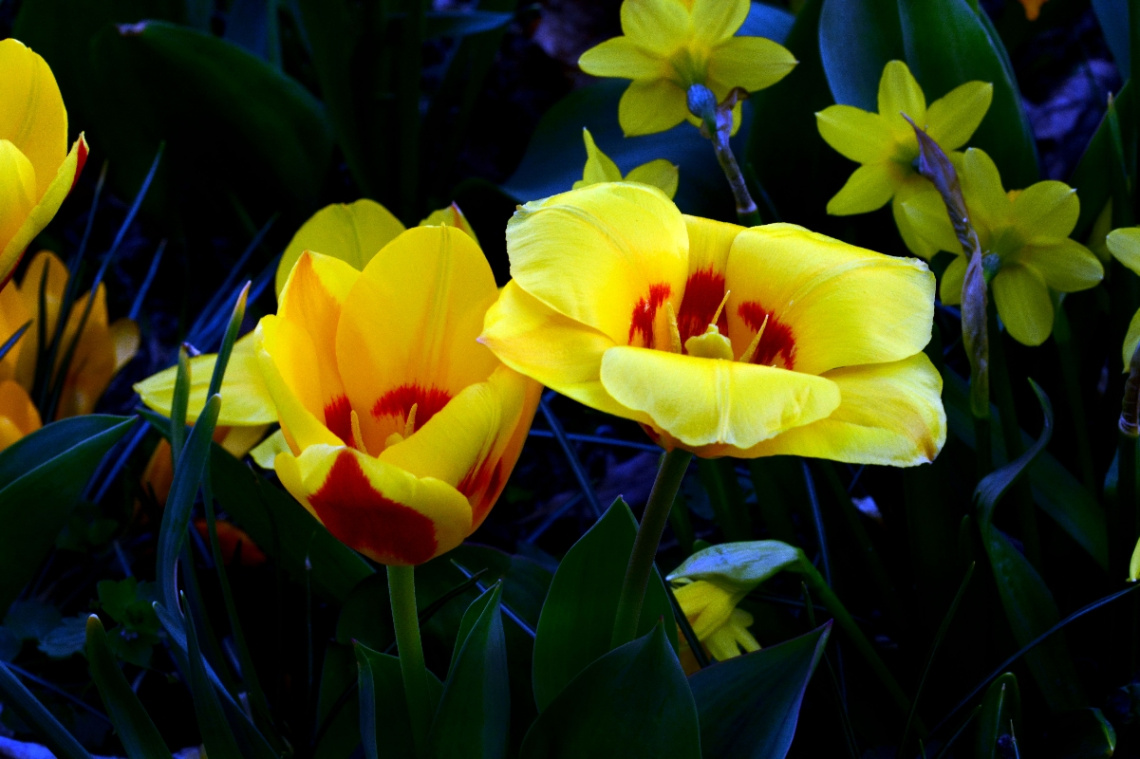 TULPEN
