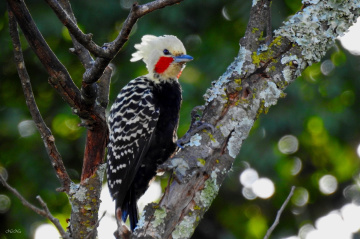 Woodpecker