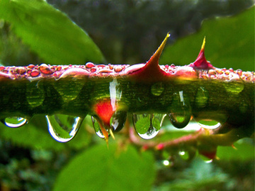 REGEN
