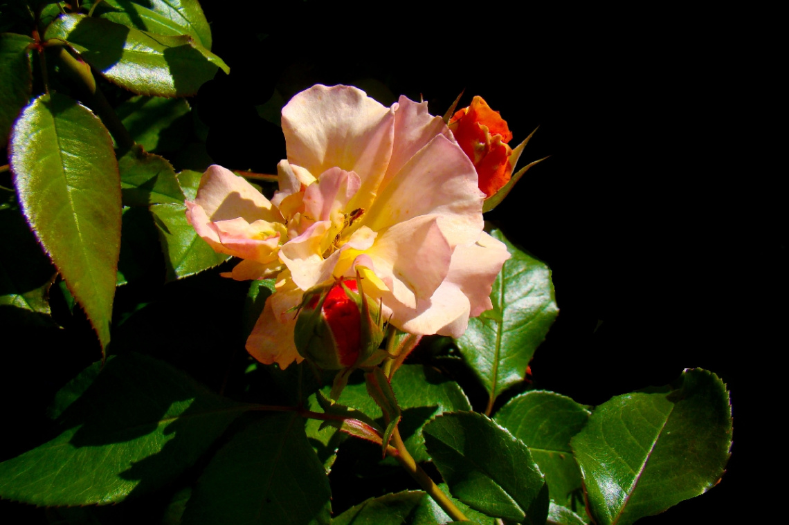 ROSEN