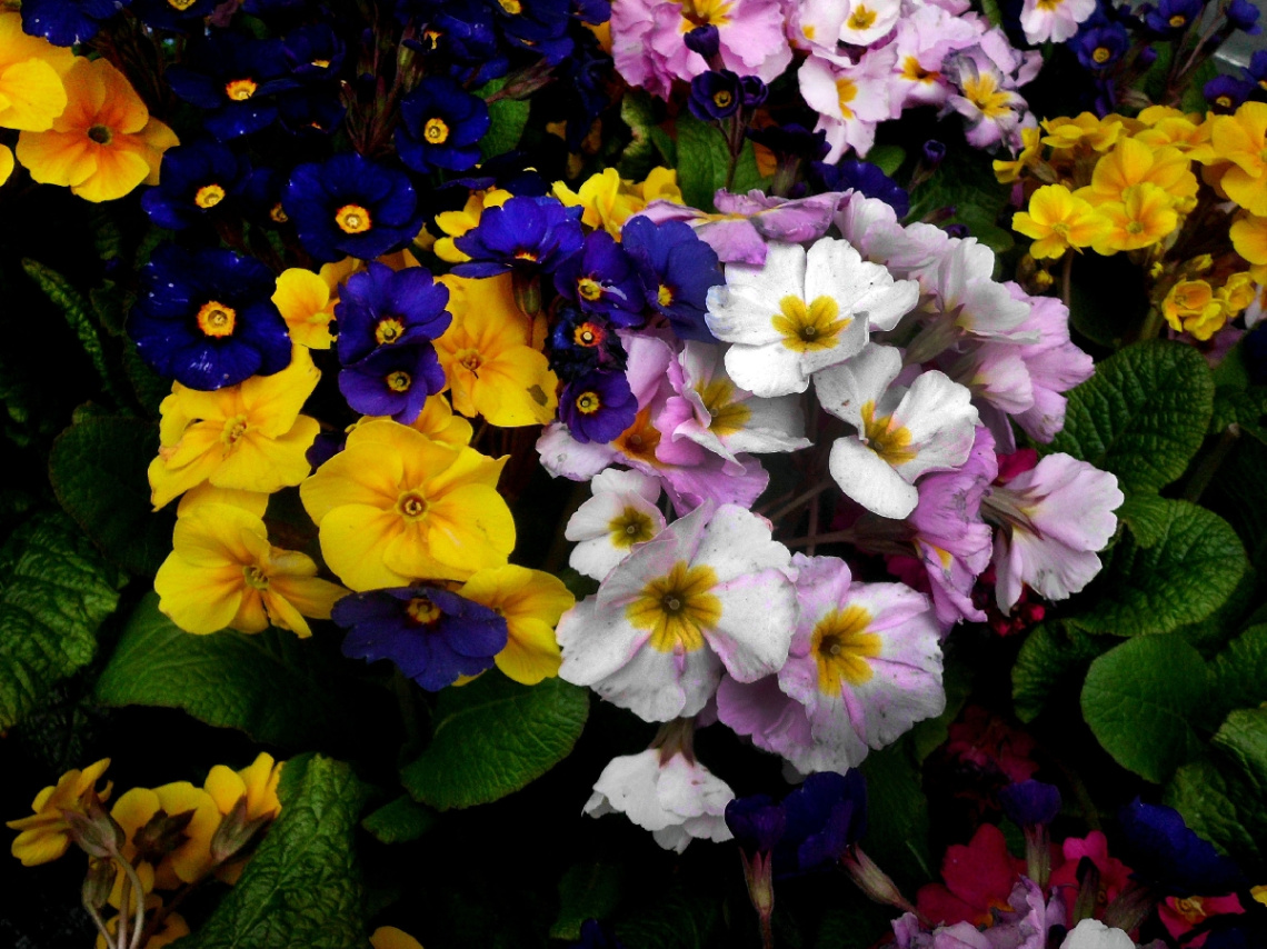 BLÜTEN