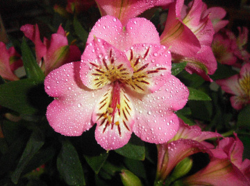 BLÜTEN