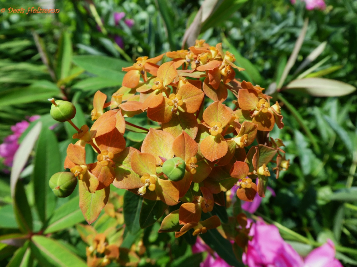 blossoms