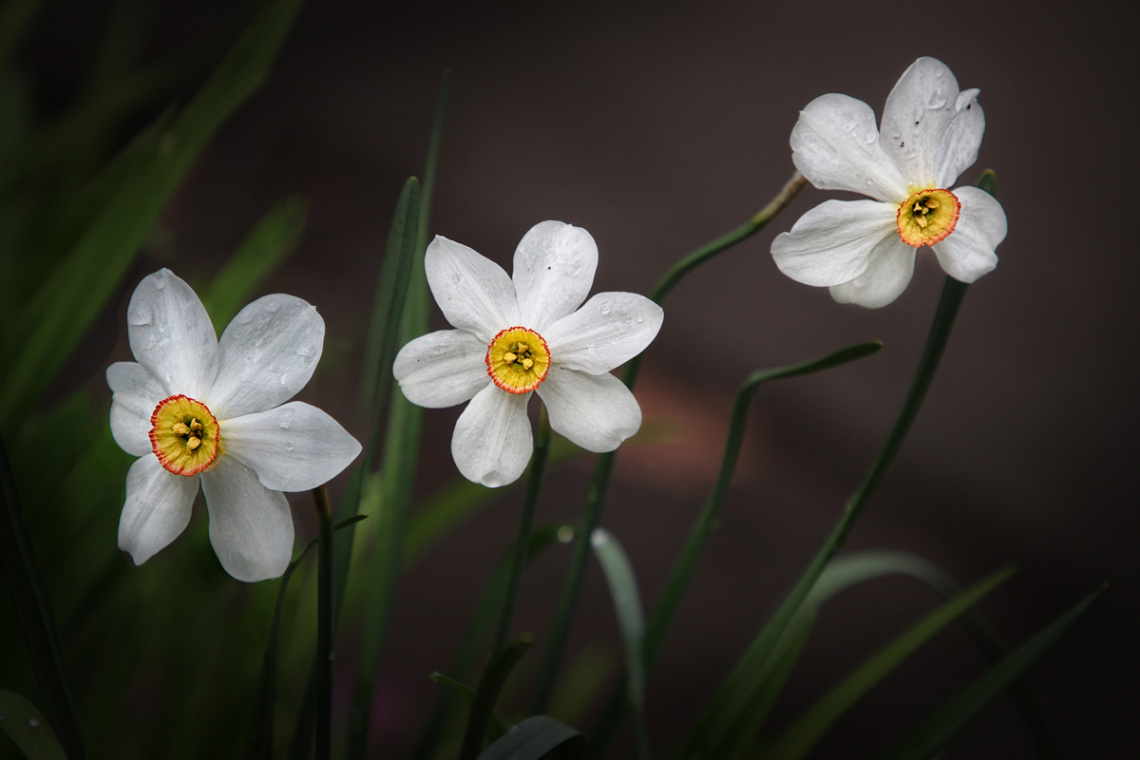 Narcissus 