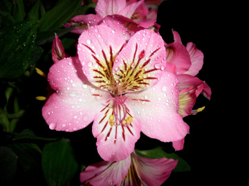BLÜTEN