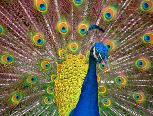 Pavão 