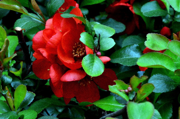 BLÜTEN
