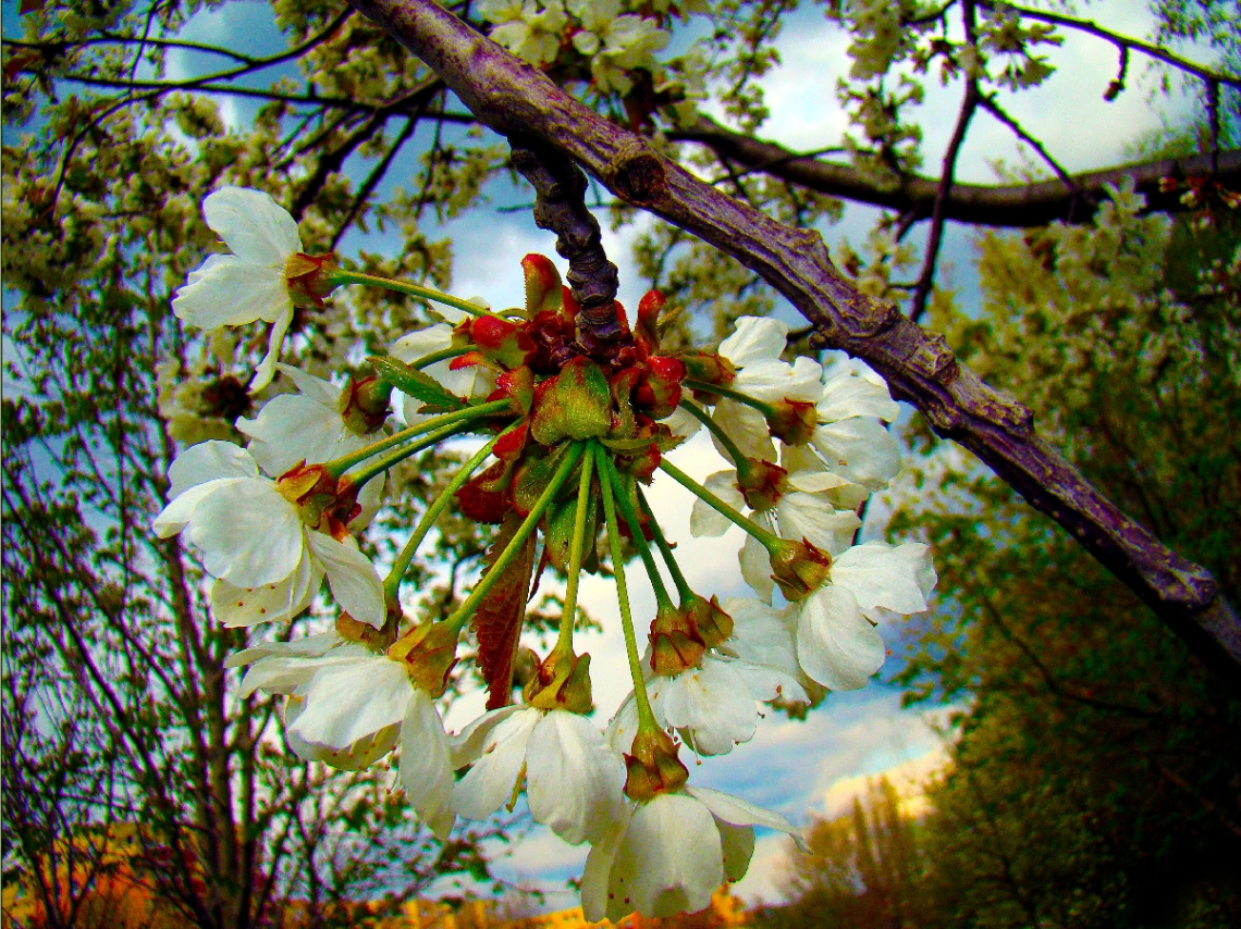 BLÜTEN