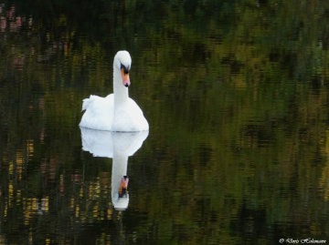 swan