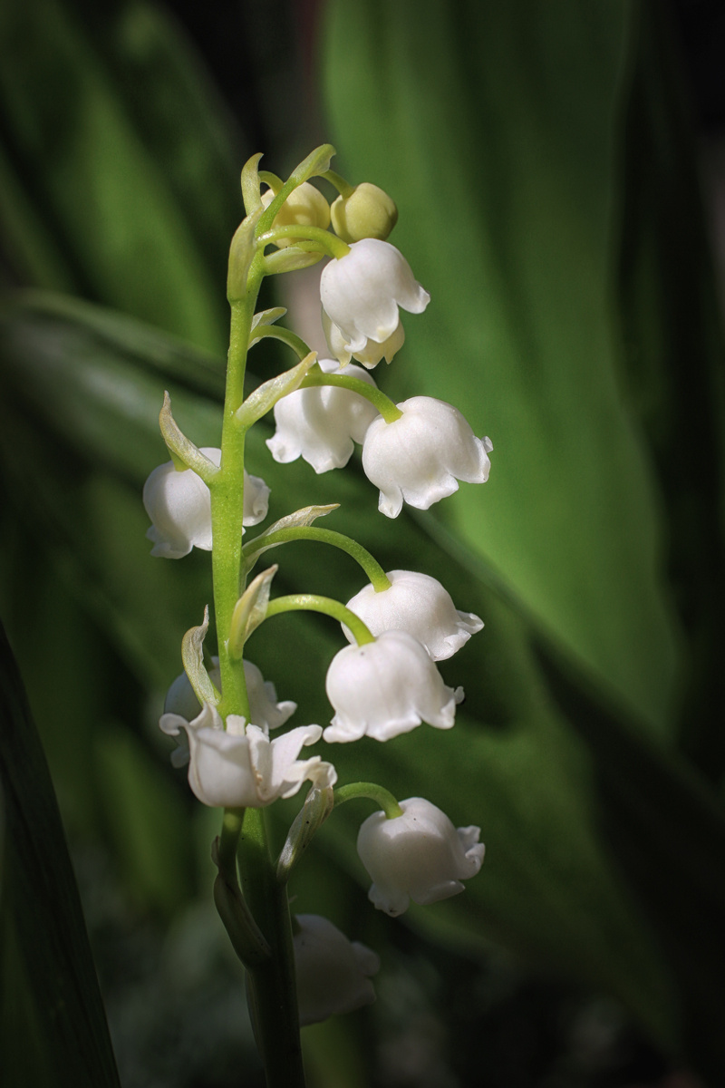 Lily of the valley