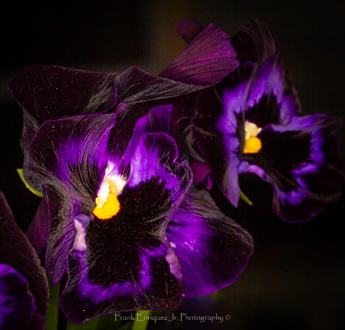 Pansies