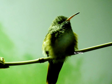 Little hummingbird 
