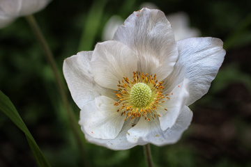 Anemona