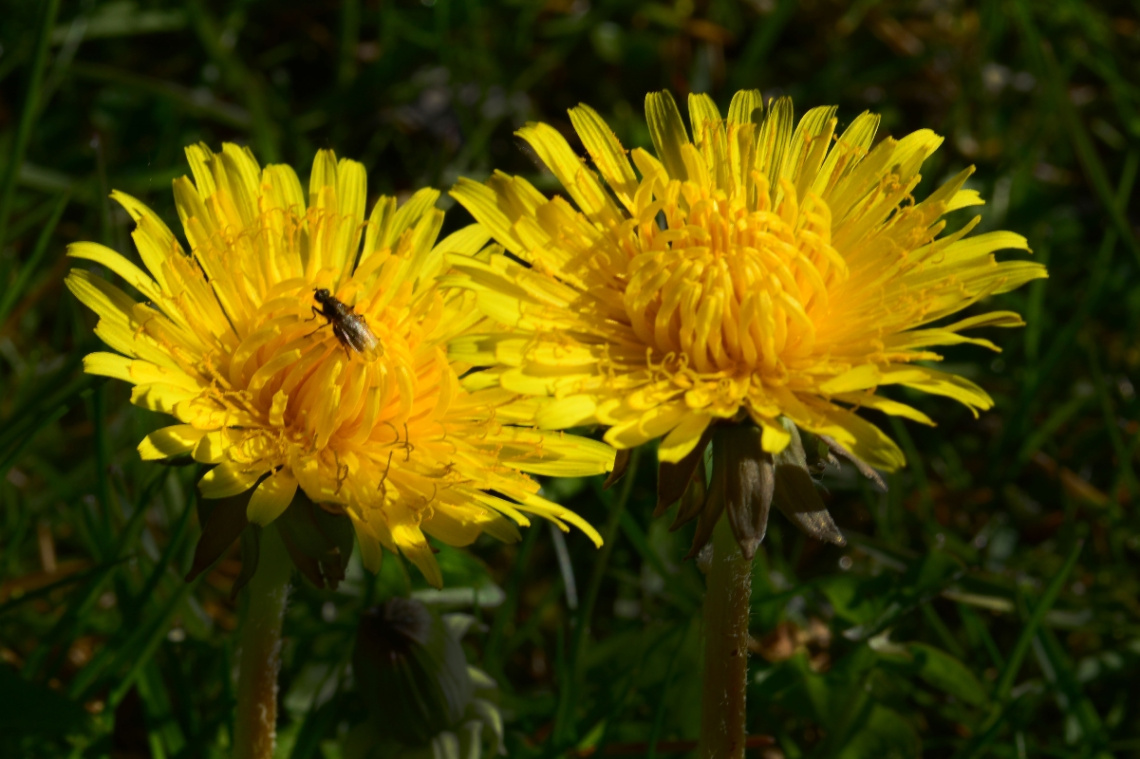 BLÜTEN