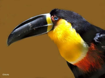 Tucano