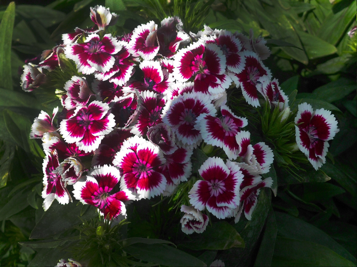 BLÜTEN