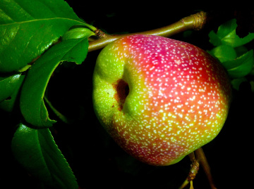 APFEL