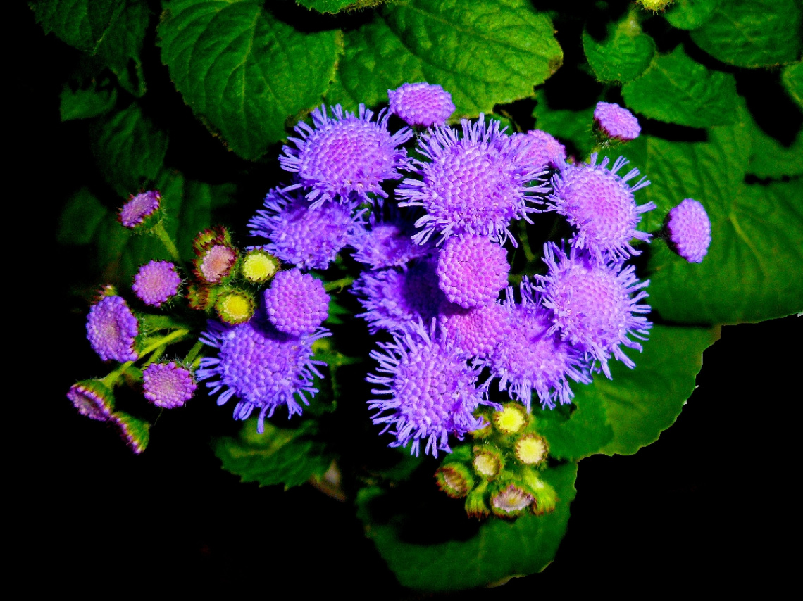 BLÜTEN