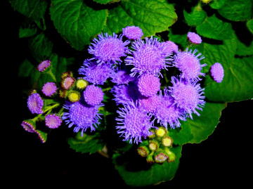 BLÜTEN