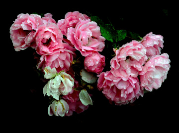 ROSEN