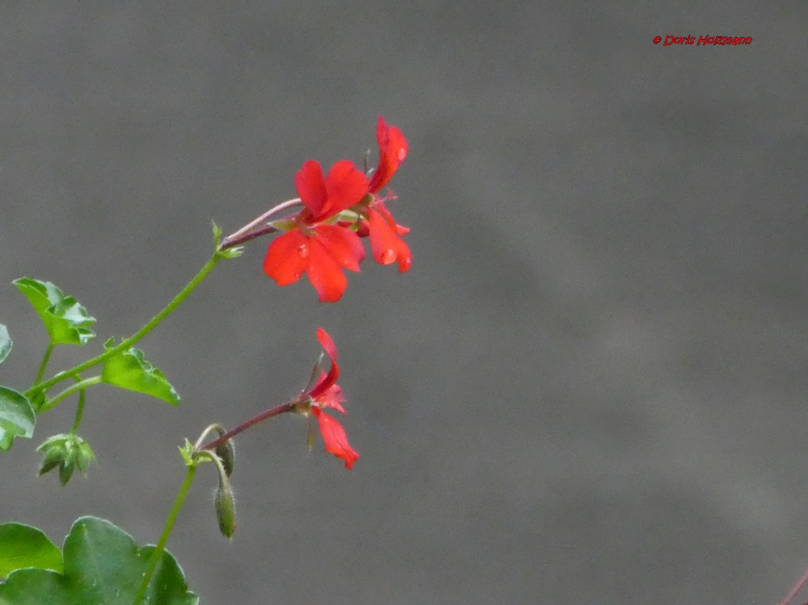 blossoms