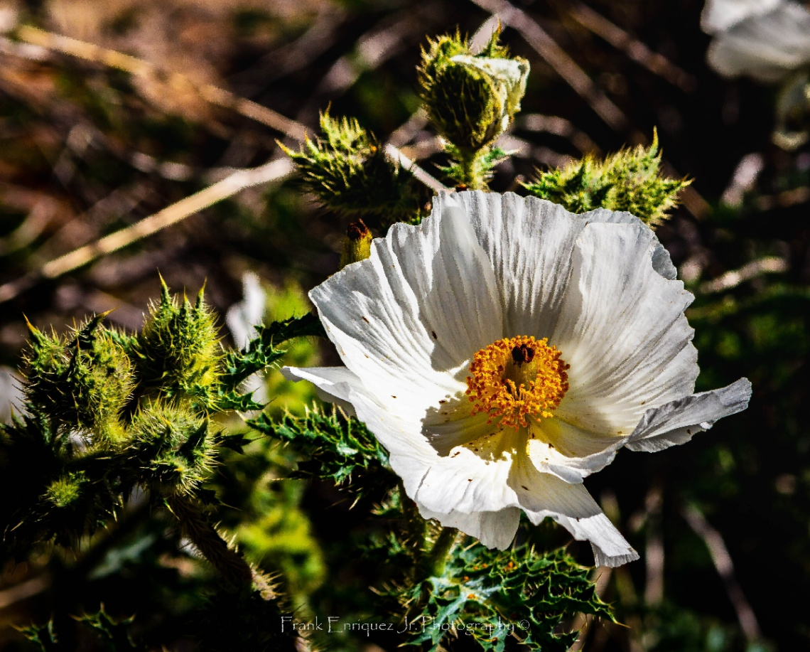 Sonoran Desert Vegetation 