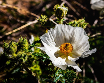 Sonoran Desert Vegetation 