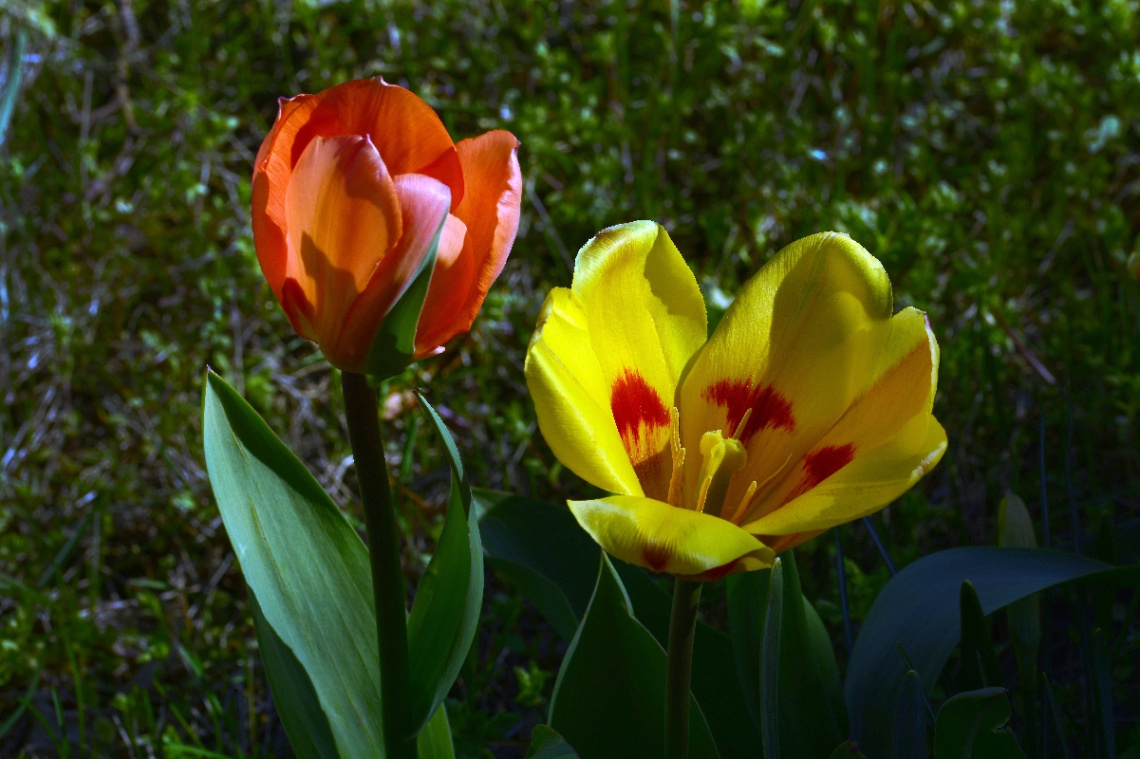 TULPEN