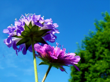 WITWENBLUMEN 