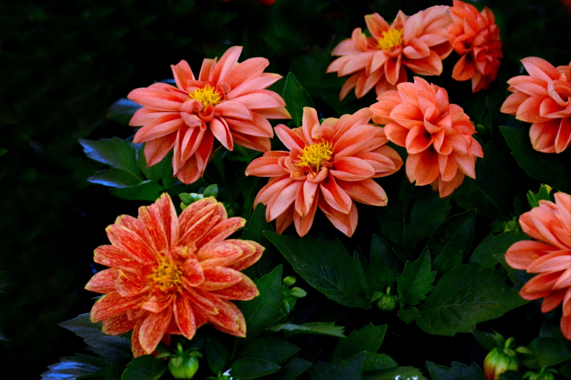 BLÜTEN
