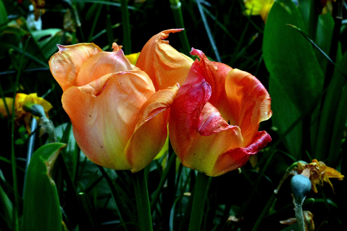 TULPEN