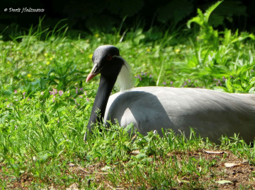 Demoiselle crane 