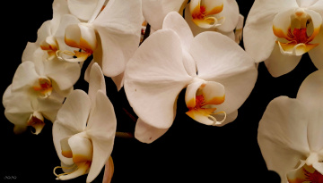 Wanda's orchids