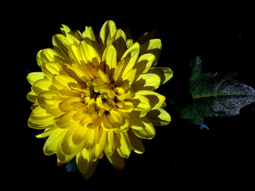 BLÜTE