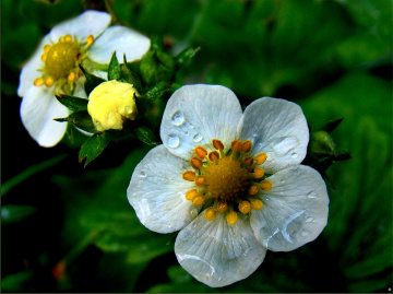 BLÜTEN