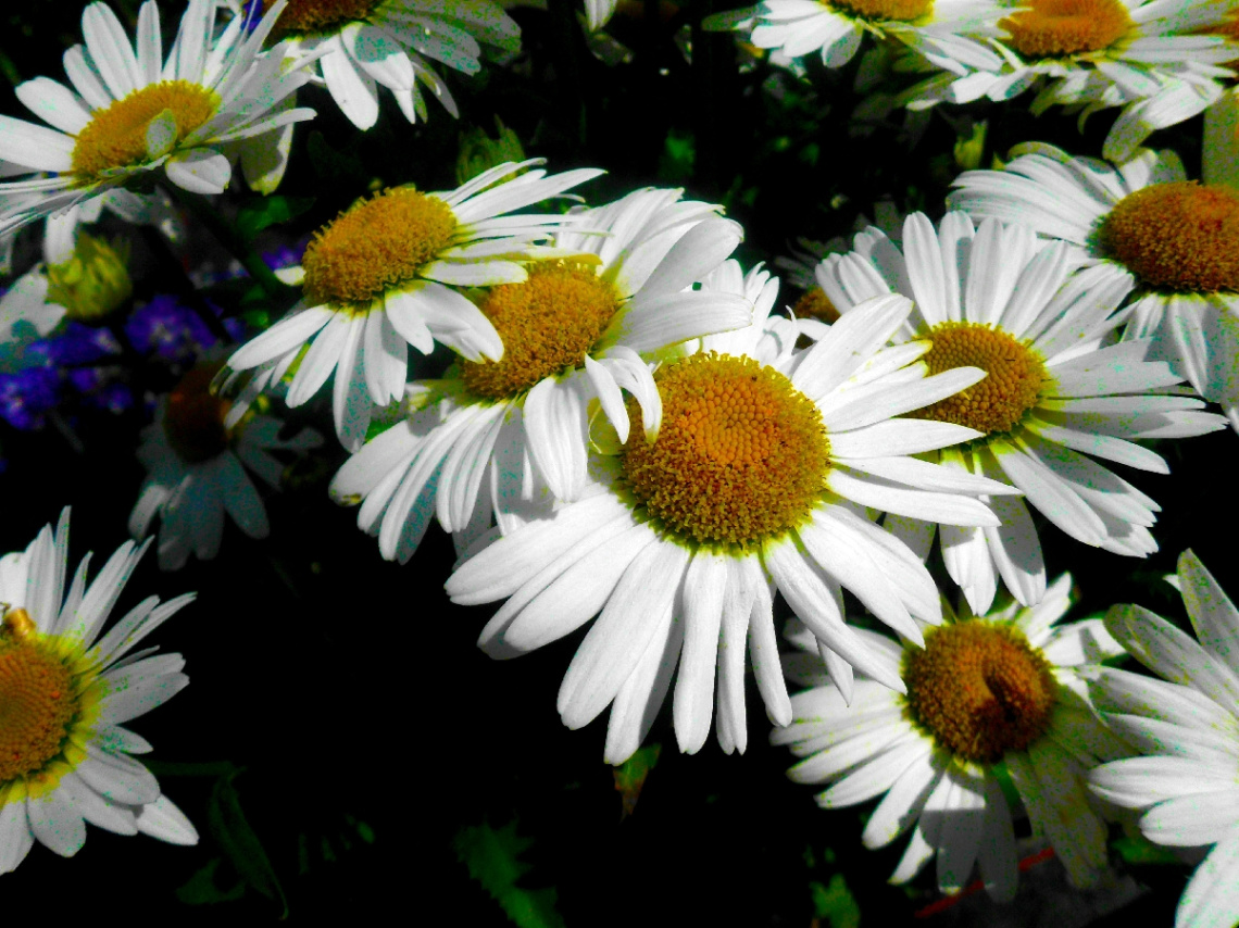 BLÜTEN