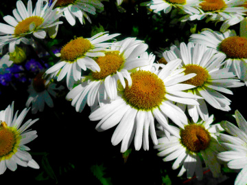 BLÜTEN