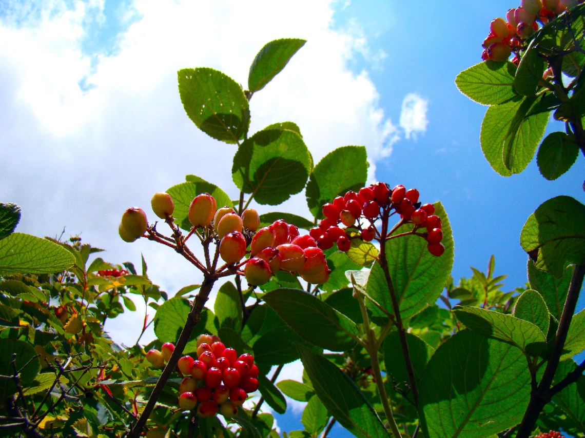 BEEREN