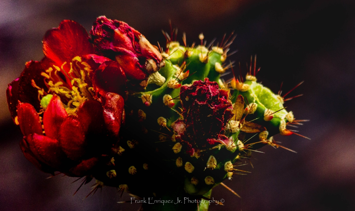 Desert Rose