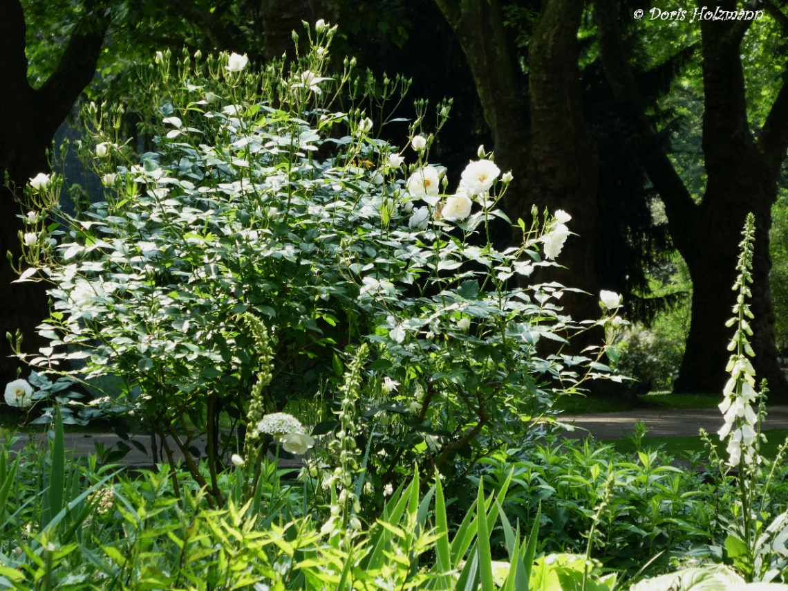 Rosebush
