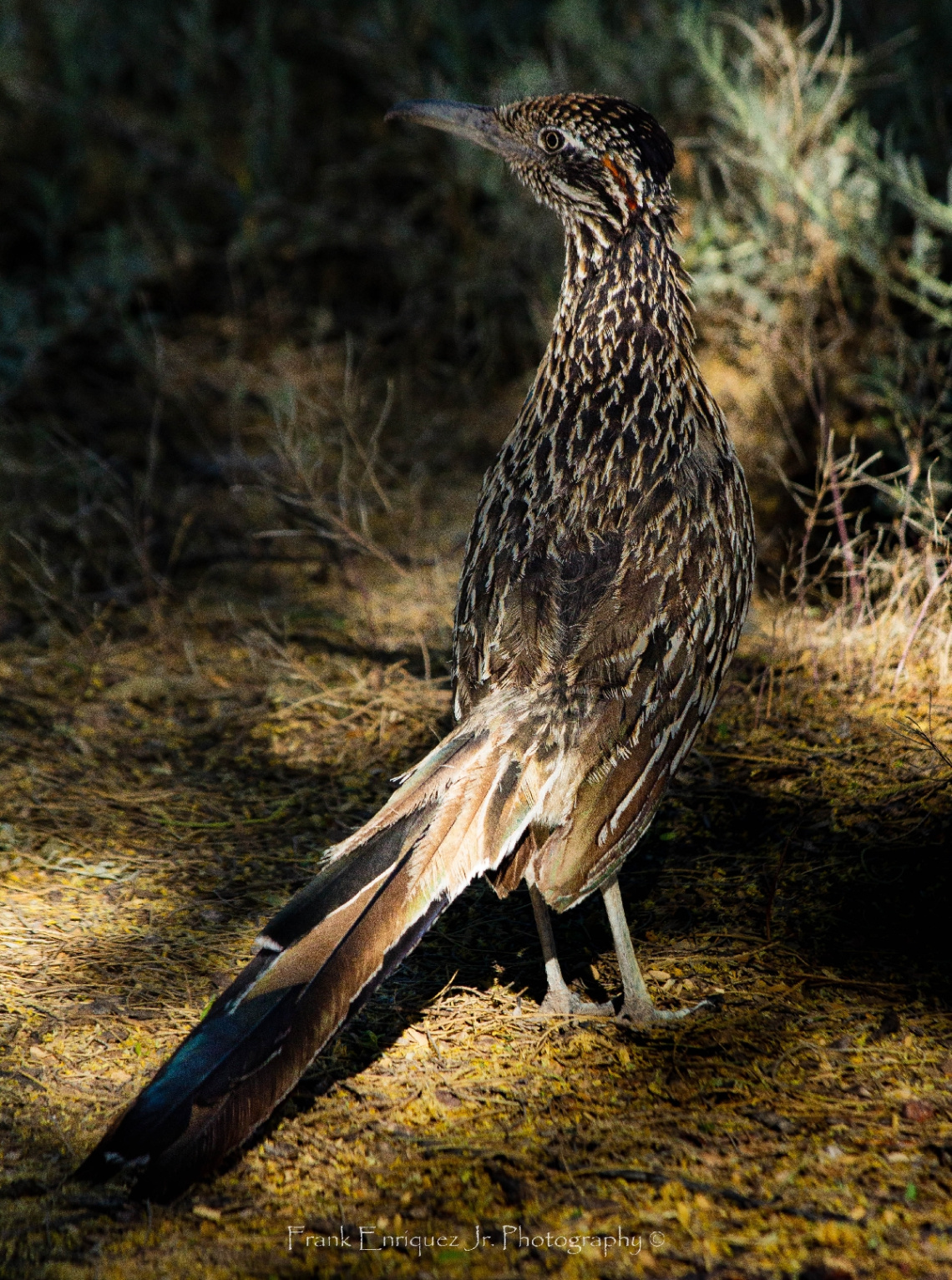 An Arizona Road Runner