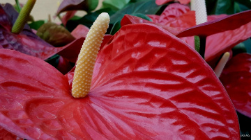 Anthurium