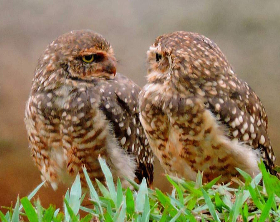 Talking...