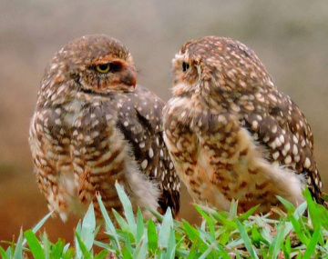 Talking...