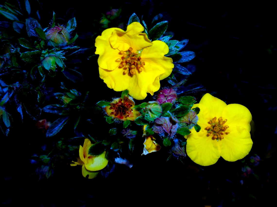 BLÜTEN