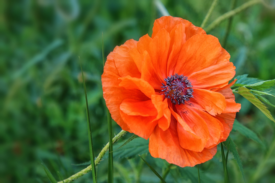 Poppy