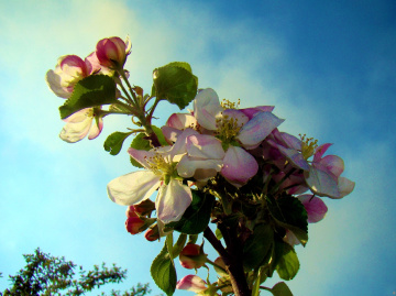 BLÜTEN